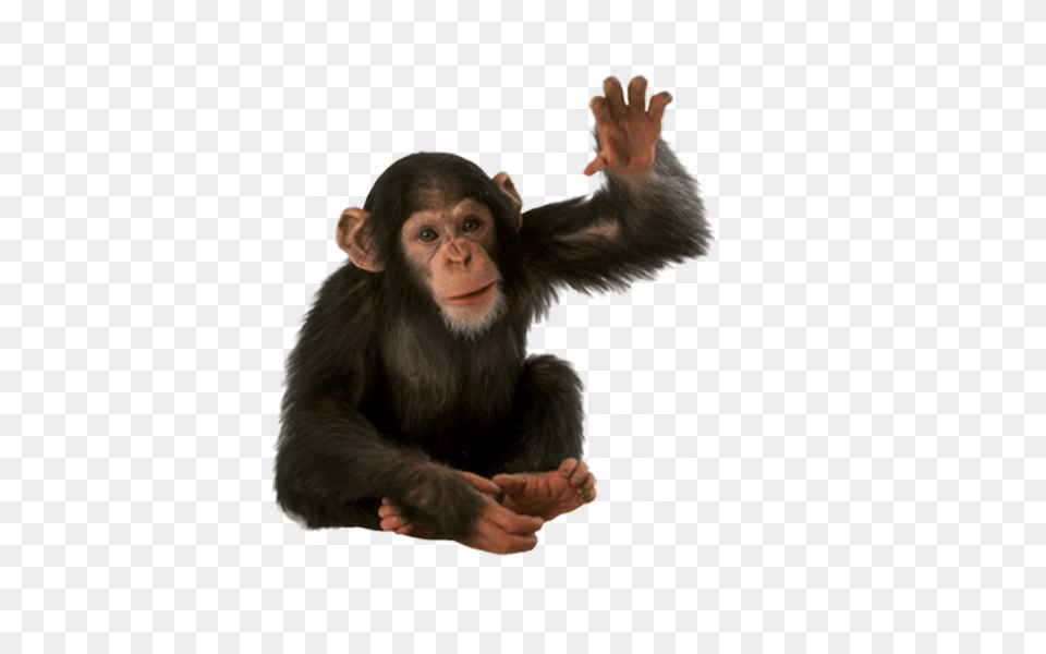 Monkey, Animal, Mammal, Wildlife, Ape Free Transparent Png