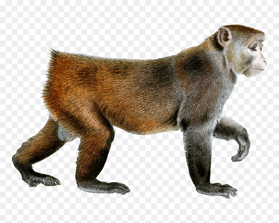 Monkey Free Transparent Png