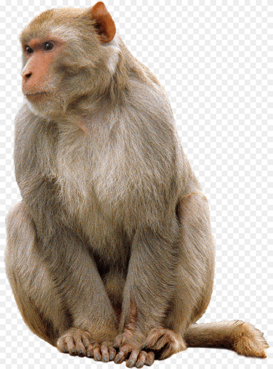 Monkey, Animal, Mammal, Wildlife, Baboon Free Png Download