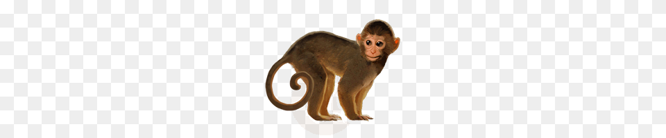 Monkey, Animal, Mammal, Wildlife, Baboon Png Image