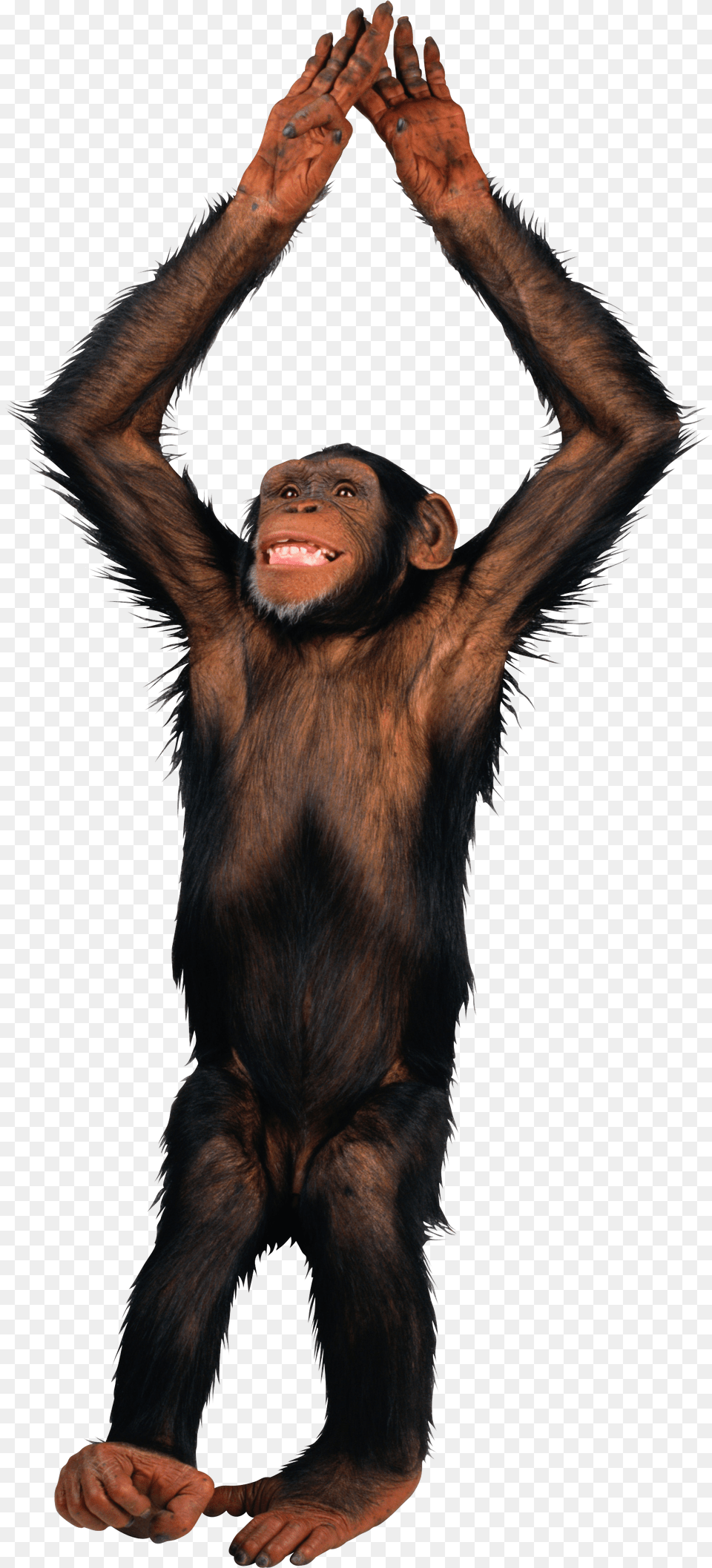 Monkey, Animal, Ape, Mammal, Wildlife Png Image