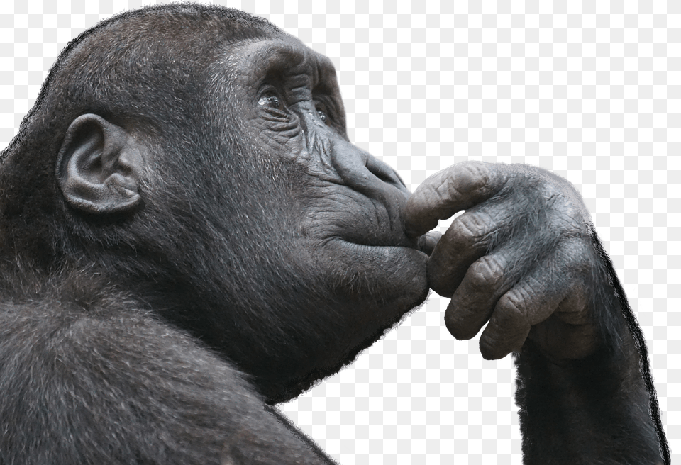 Monkey, Animal, Ape, Mammal, Wildlife Png