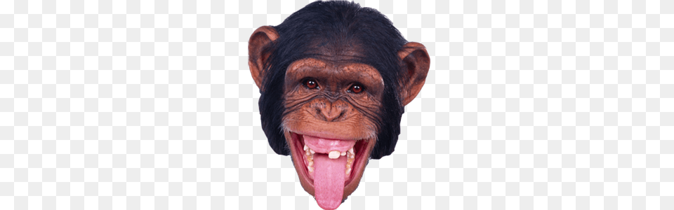 Monkey, Animal, Mammal, Wildlife, Ape Free Png Download