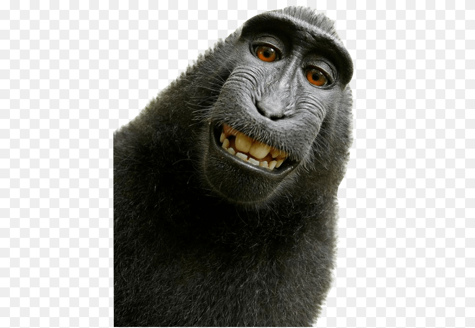 Monkey, Animal, Mammal, Wildlife, Ape Free Transparent Png