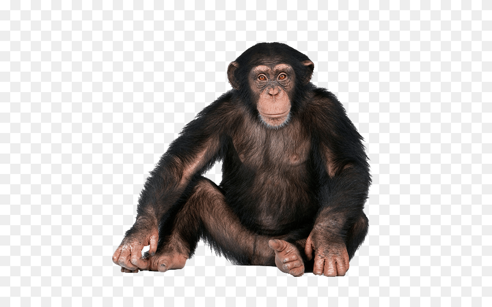Monkey, Animal, Ape, Mammal, Wildlife Free Transparent Png