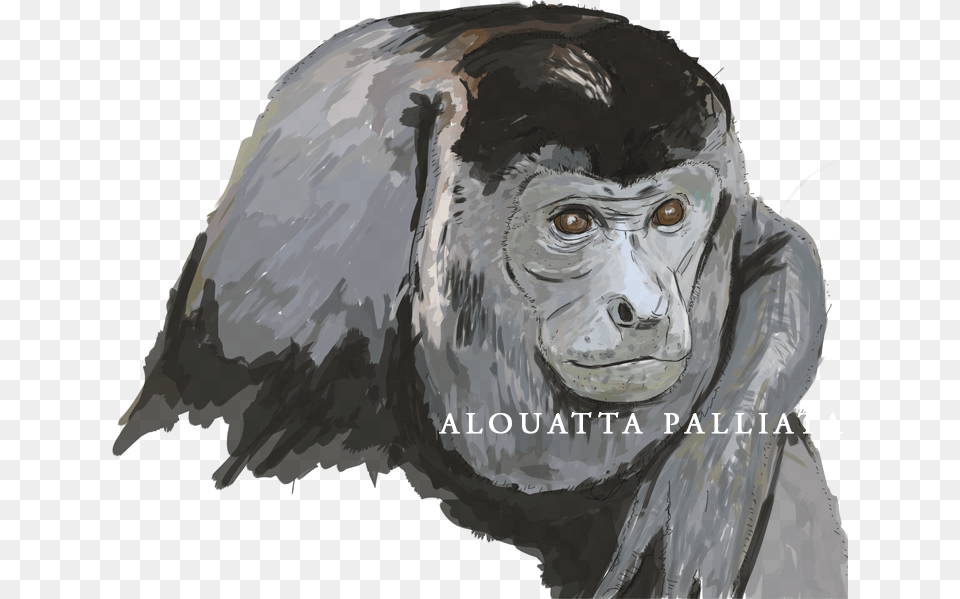 Monkey, Animal, Ape, Mammal, Wildlife Free Transparent Png