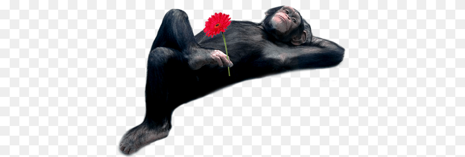 Monkey And Rose Official Psds Animal Sleeping Posture Monkeys, Ape, Mammal, Wildlife, Bear Free Png