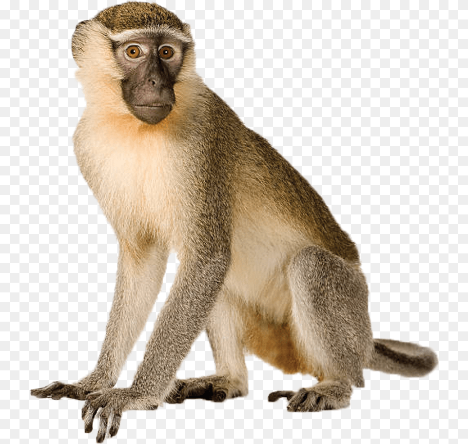 Monkey Animal, Mammal, Wildlife, Baboon Png