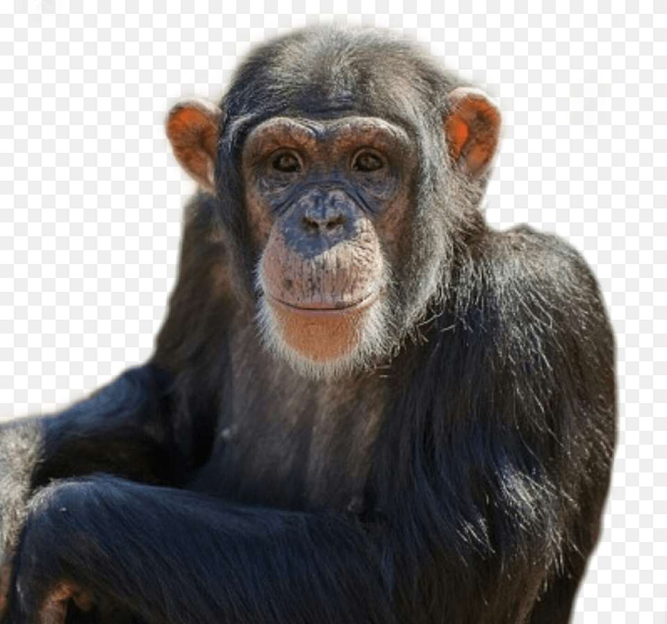 Monkey Animal Chimpanzee Chimp Zoo Common Chimpanzee, Ape, Mammal, Wildlife Png