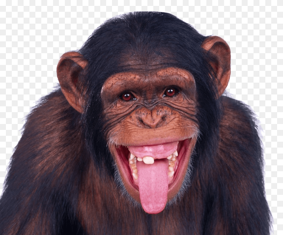 Monkey Background Funny Monkey, Animal, Mammal, Wildlife, Ape Free Png