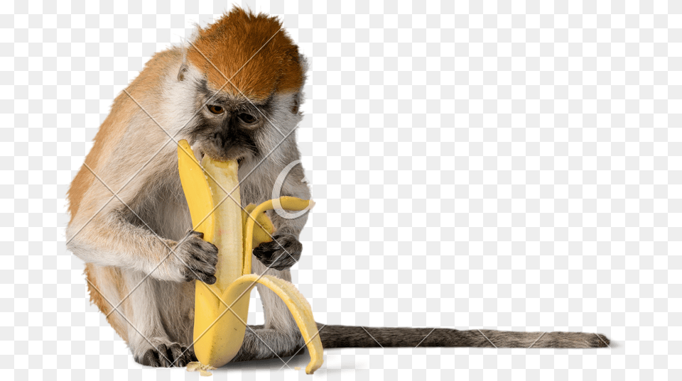 Monkey Banana Photos By Canva Monkey Banana Eat, Animal, Food, Fruit, Mammal Png