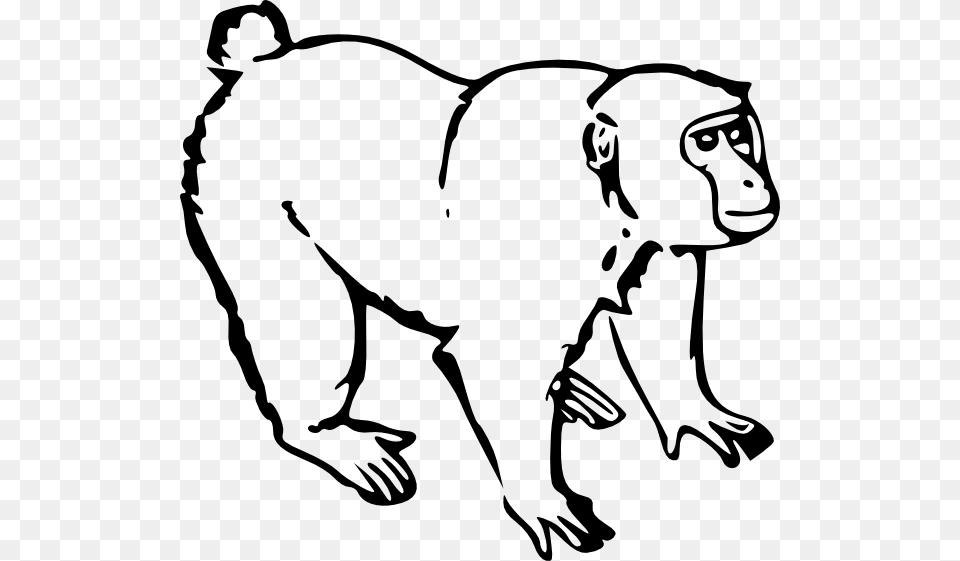 Monkey Clip Art, Animal, Mammal, Wildlife, Face Png