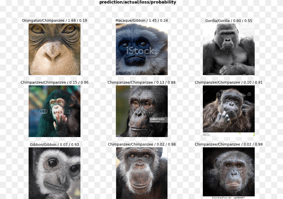 Monkey Dataset, Animal, Mammal, Wildlife, Collage Free Png Download