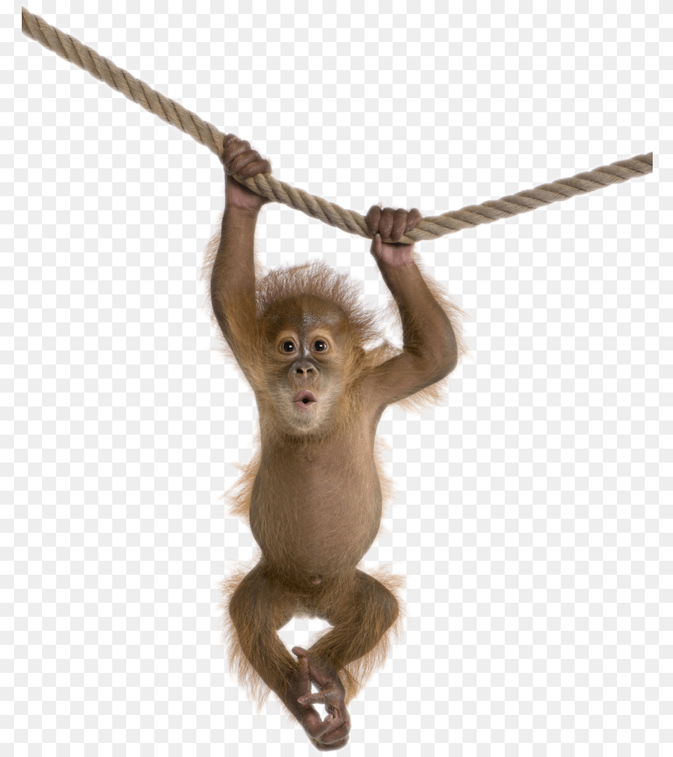 Monkey Monkey Transparent, Animal, Mammal, Wildlife, Rope Free Png Download