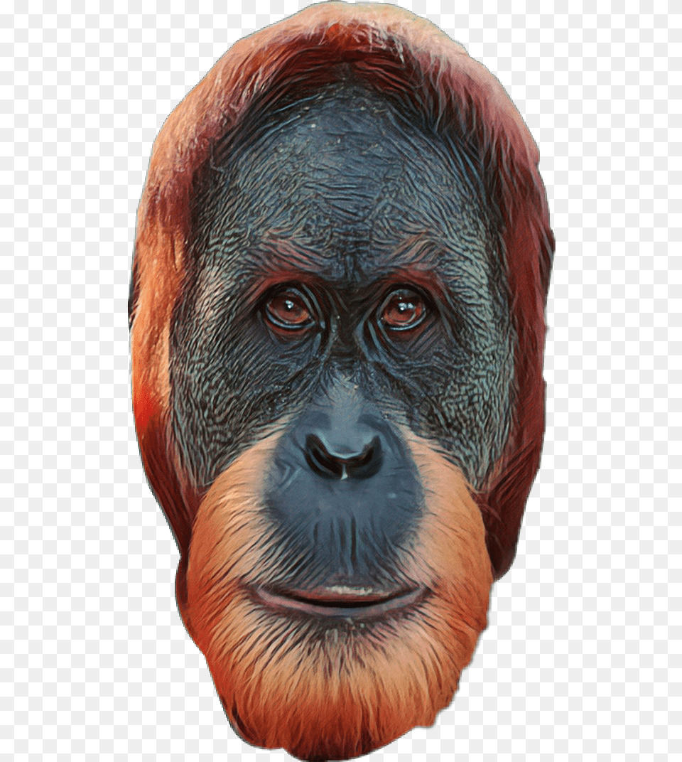 Monkey Download Orang Utan Face Transparent, Animal, Mammal, Wildlife, Ape Free Png