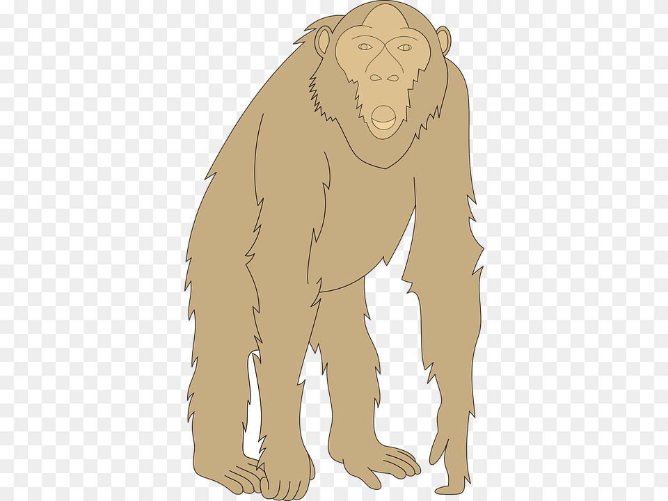 Monkey Face Arms Animal Staring Legs Fur, Wildlife, Ape, Mammal, Person Png