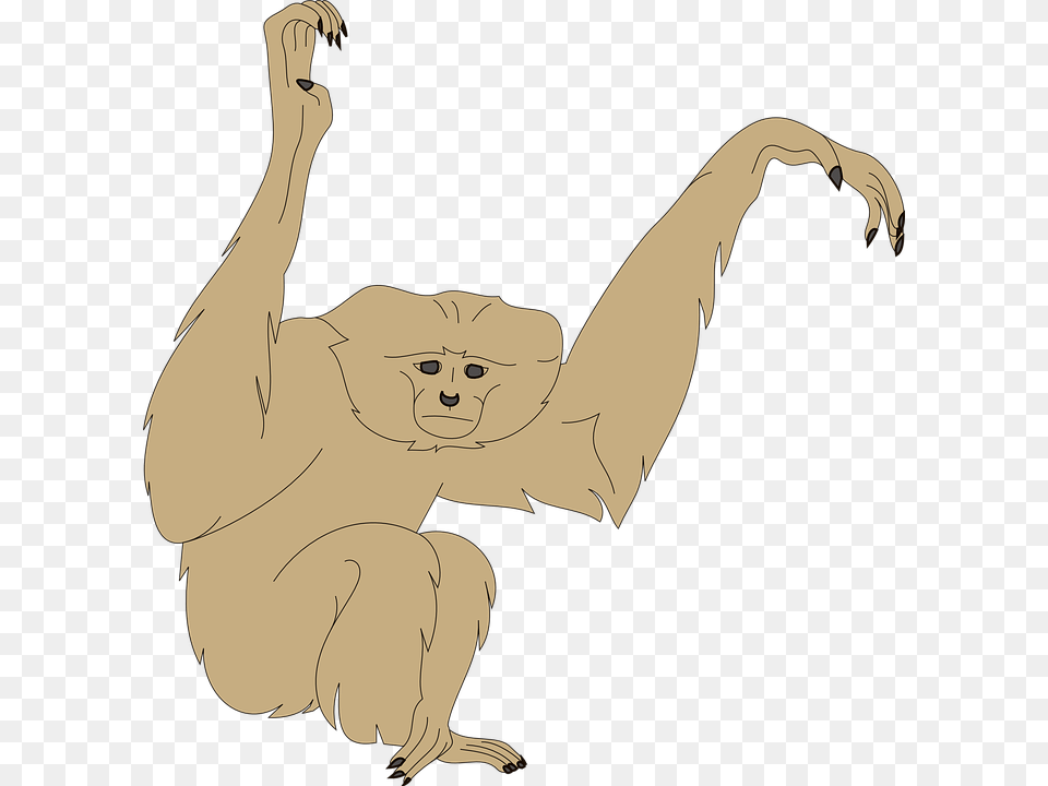 Monkey Face Arms Raised Animal Fur Wildlife Monkey Arms, Person, Ape, Head, Mammal Free Transparent Png