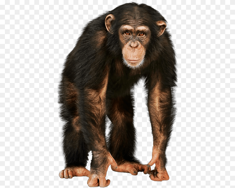 Monkey Face Ladyjeka Monkey, Animal, Mammal, Wildlife, Ape Png