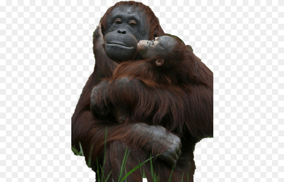 Monkey Holding Baby Monkey, Animal, Mammal, Wildlife, Ape Free Transparent Png