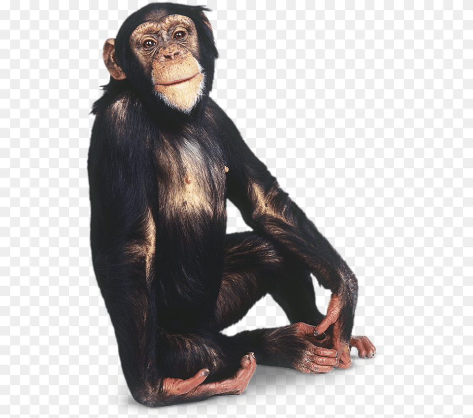 Monkey Image Chimpanzee Background, Animal, Mammal, Wildlife, Ape Free Png