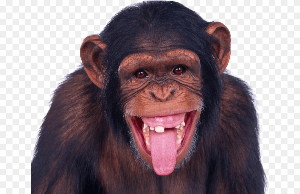 Monkey Images Monkey, Animal, Mammal, Wildlife, Ape Free Transparent Png