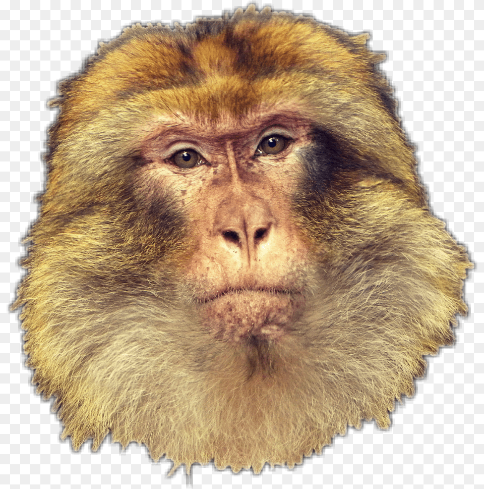 Monkey Macaco New World Monkey, Animal, Mammal, Wildlife, Baboon Free Png Download