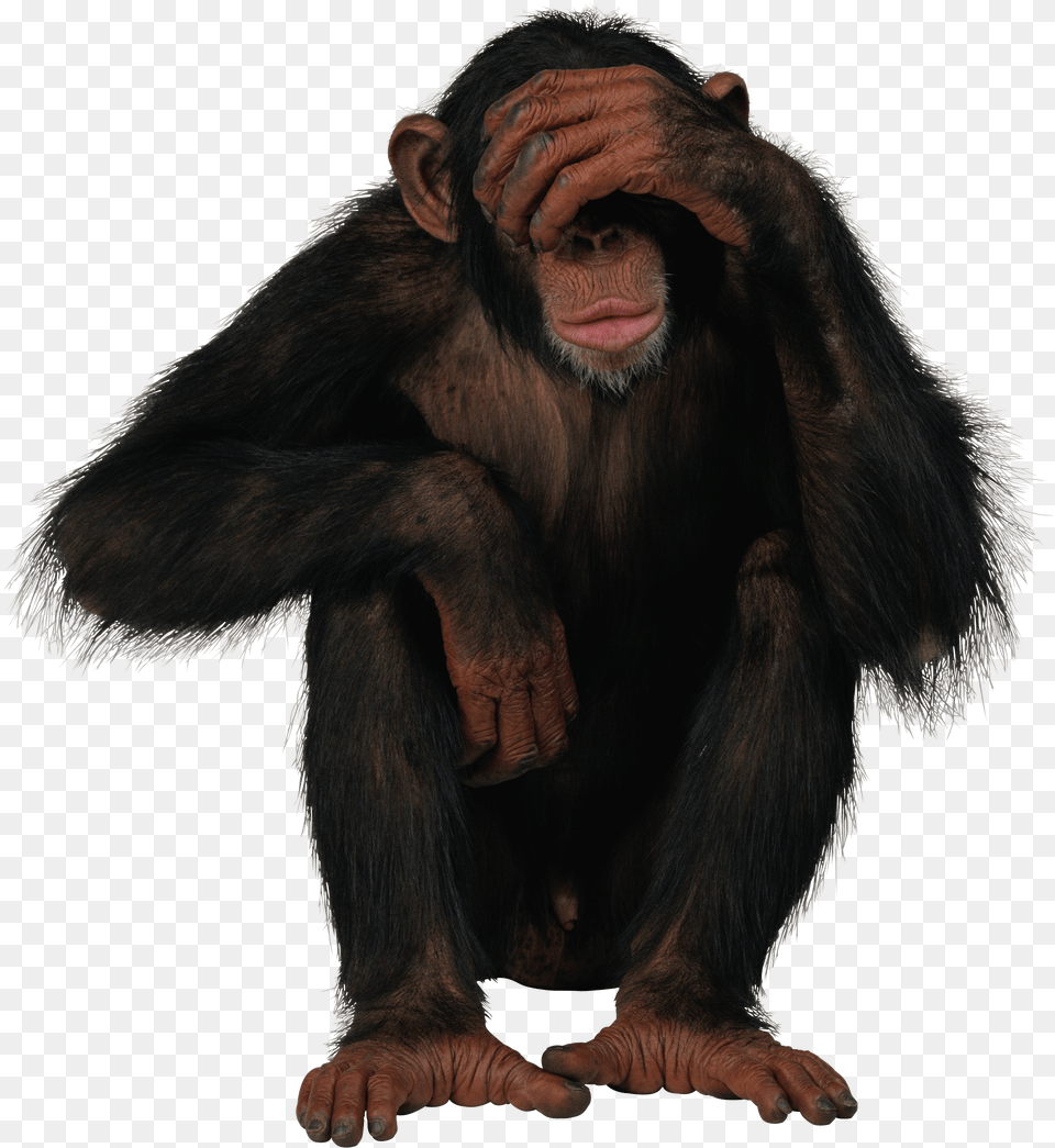 Monkey Monkey Free Transparent Png