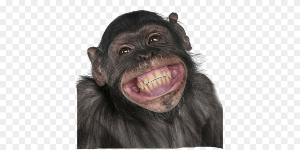 Monkey Monkey Smiling, Animal, Ape, Mammal, Wildlife Free Png