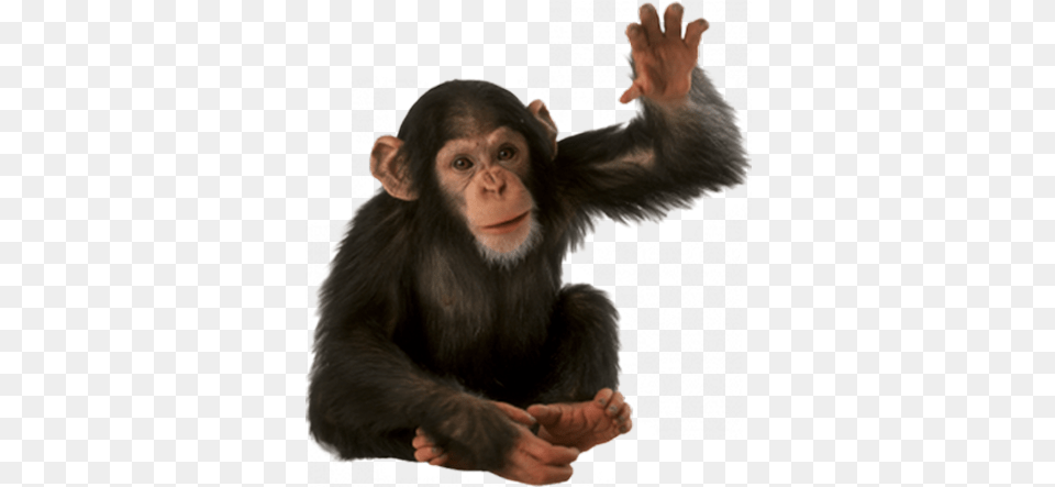 Monkey Monkey Animal, Ape, Mammal, Wildlife Free Transparent Png