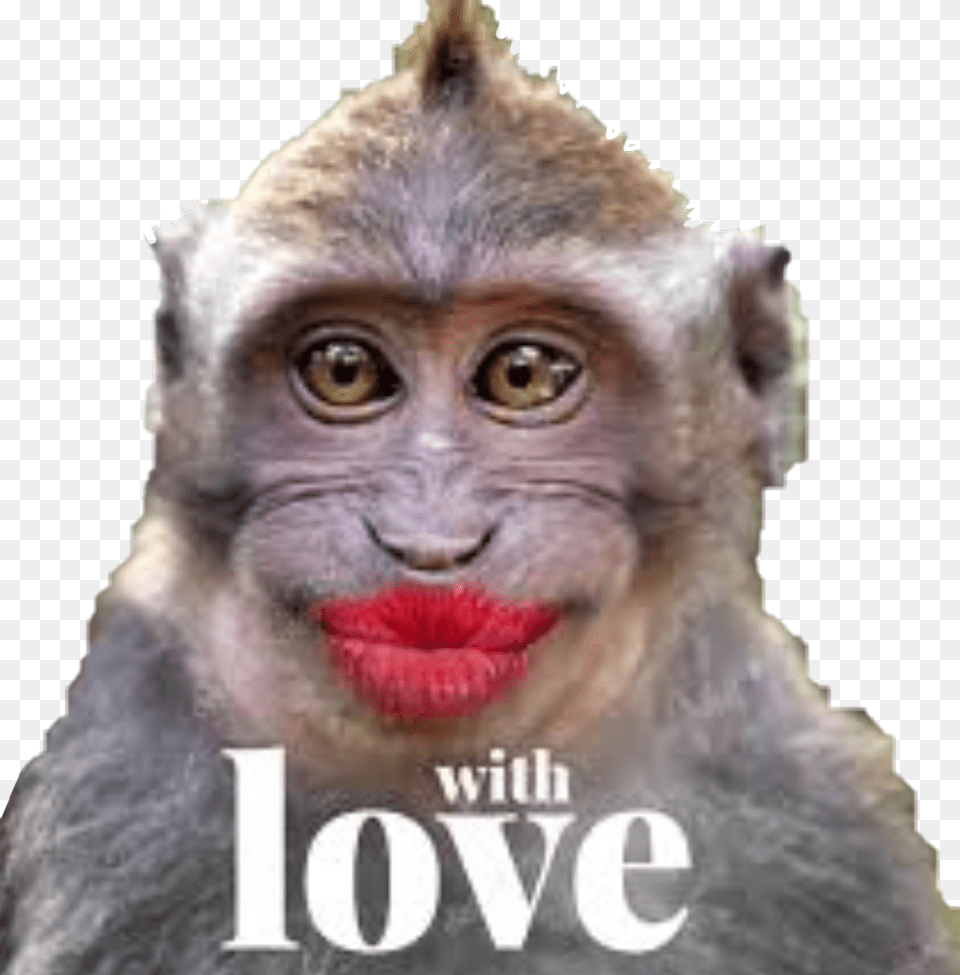 Monkey Monkeys Kiss Love Funny Funnymonkey Funnymonkeyface Funny Monkey Kiss, Wildlife, Animal, Person, Man Png Image