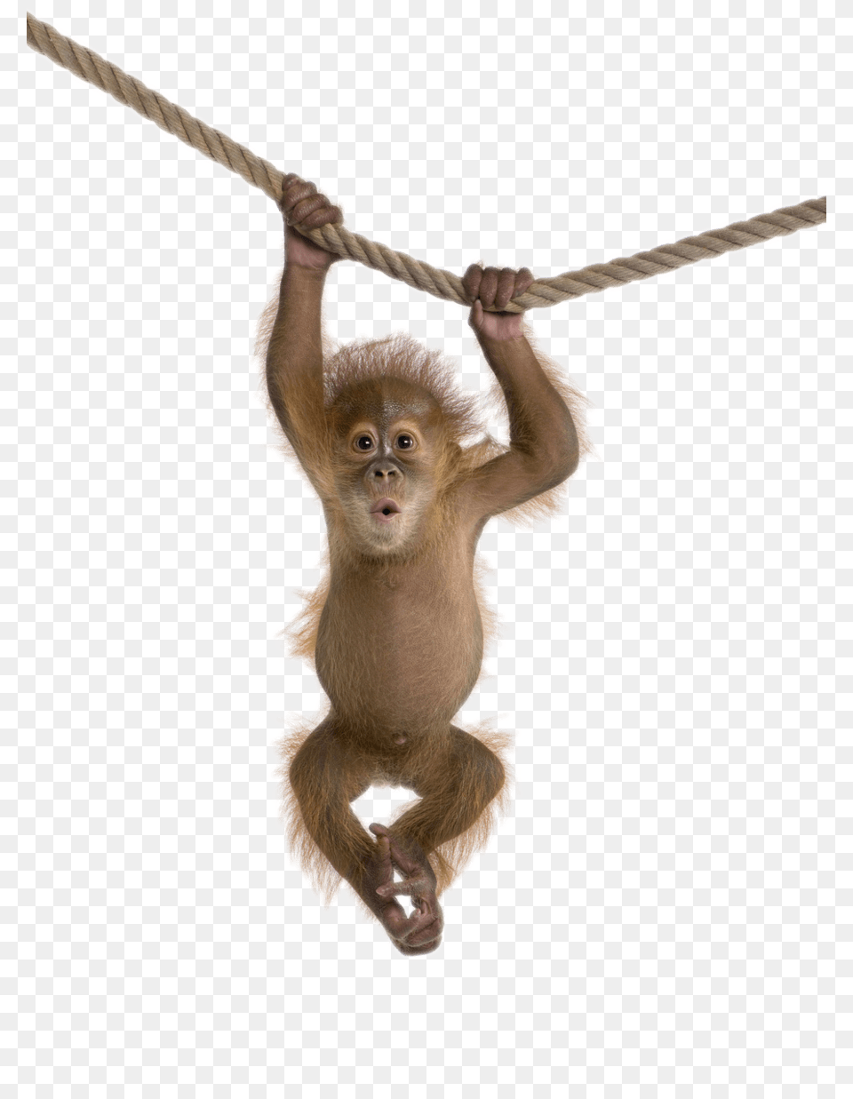Monkey On Rope, Animal, Mammal, Wildlife Png