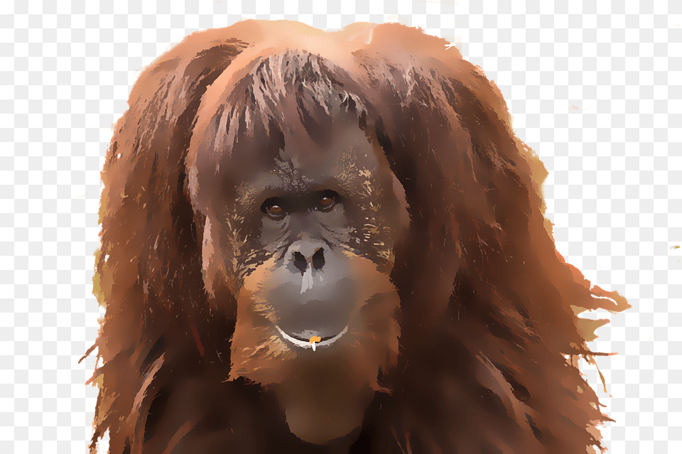 Monkey Orangutan Watercolor Watercolor Orangutan, Animal, Wildlife, Mammal, Adult Png