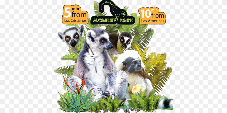 Monkey Park Tenerife Monkey Park Los Cristianos, Animal, Zoo, Mammal, Wildlife Free Png Download