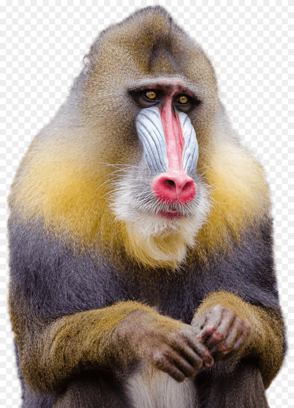 Monkey Picture Background, Animal, Mammal, Wildlife, Baboon Png Image