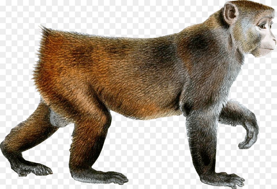 Monkey Picture Monyet Free Transparent Png