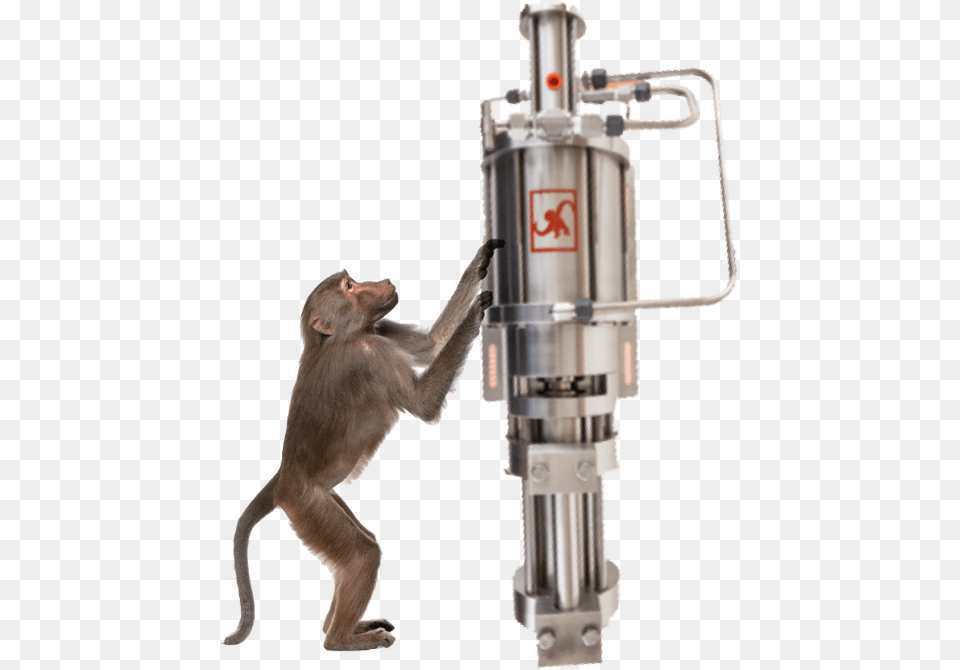 Monkey Pumps, Animal, Mammal, Wildlife, Machine Free Transparent Png