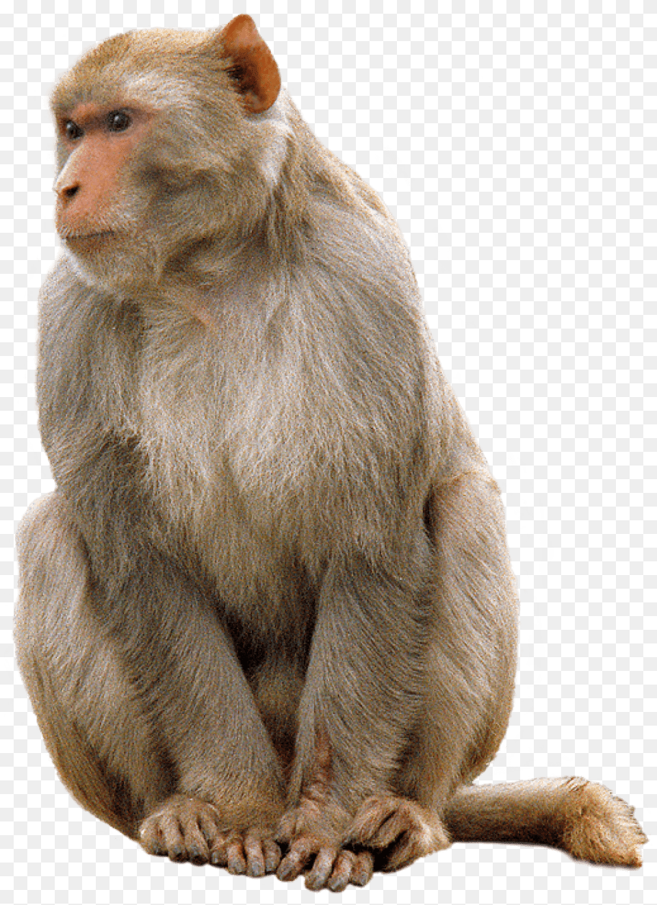 Monkey Sitting, Animal, Mammal, Wildlife, Baboon Free Png Download