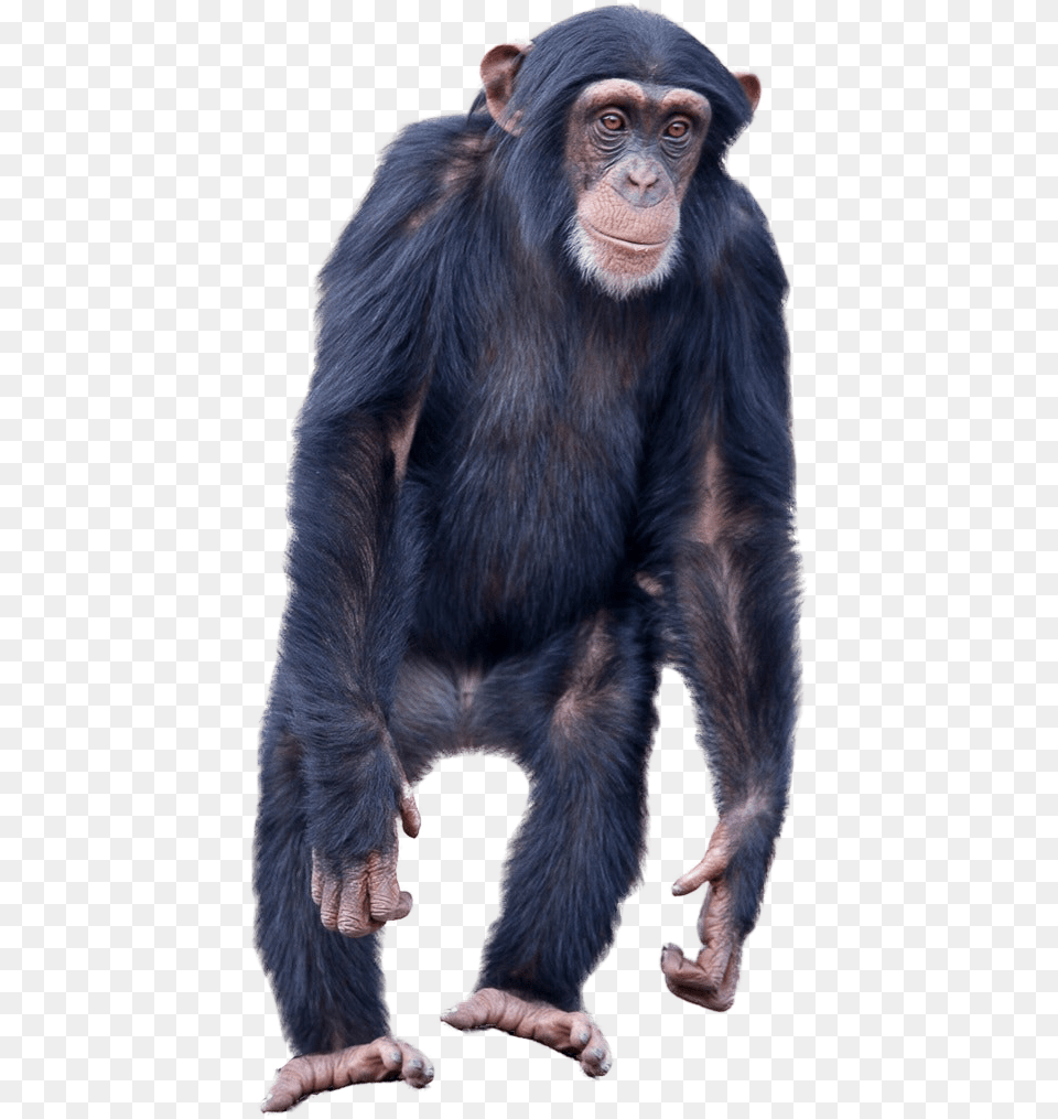 Monkey Standing Image Monkey Images Without Background, Animal, Ape, Mammal, Wildlife Free Png