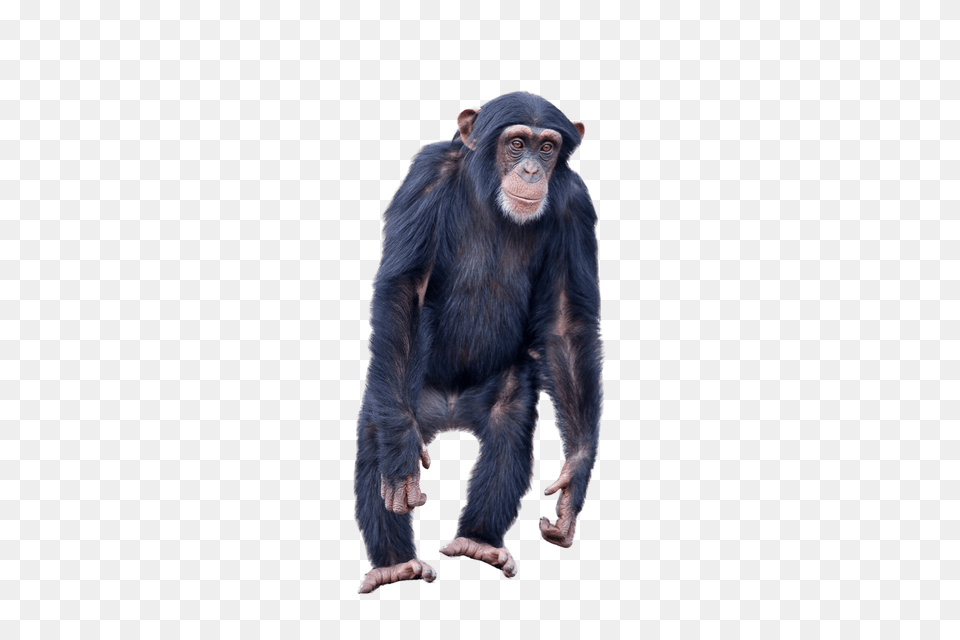 Monkey Standing Image Monkey Standing, Animal, Ape, Mammal, Wildlife Free Transparent Png