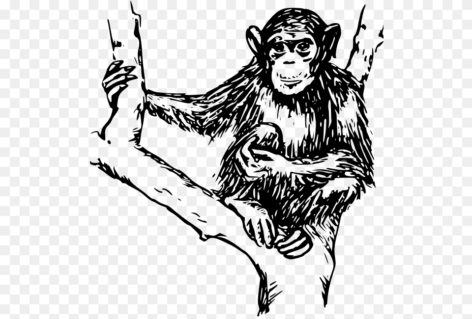 Monkey Svg Clip Arts 558 X 595 Px, Animal, Ape, Mammal, Person Png