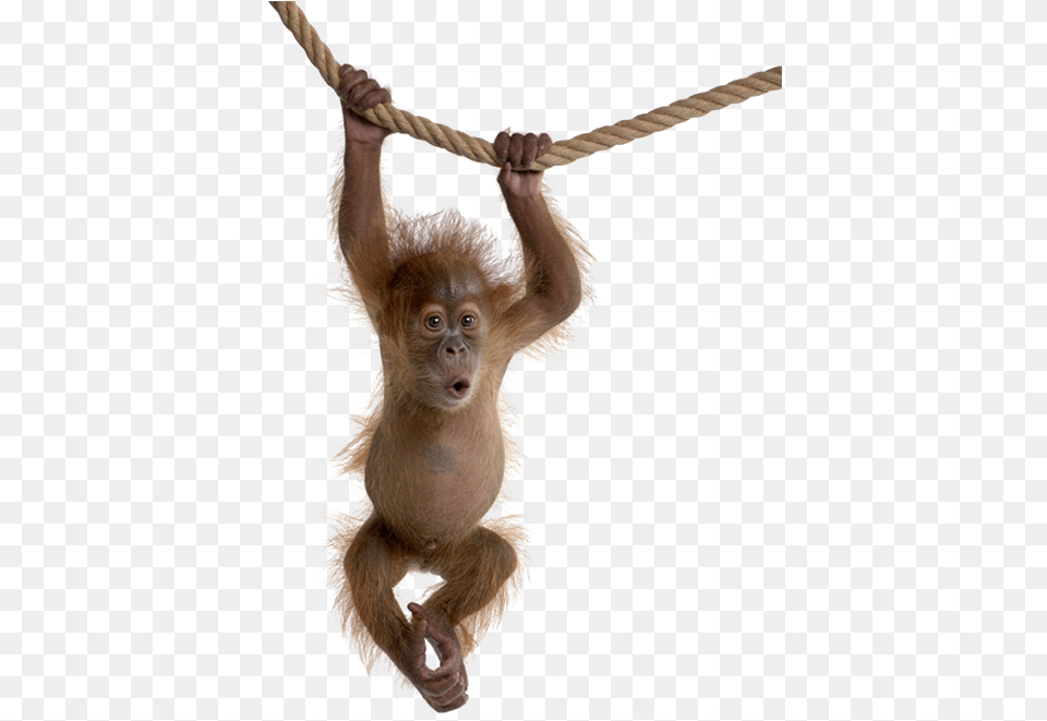 Monkey Swing Animals Baby Orangutan Baby Monkey Swinging, Animal, Mammal, Wildlife, Rope Free Png