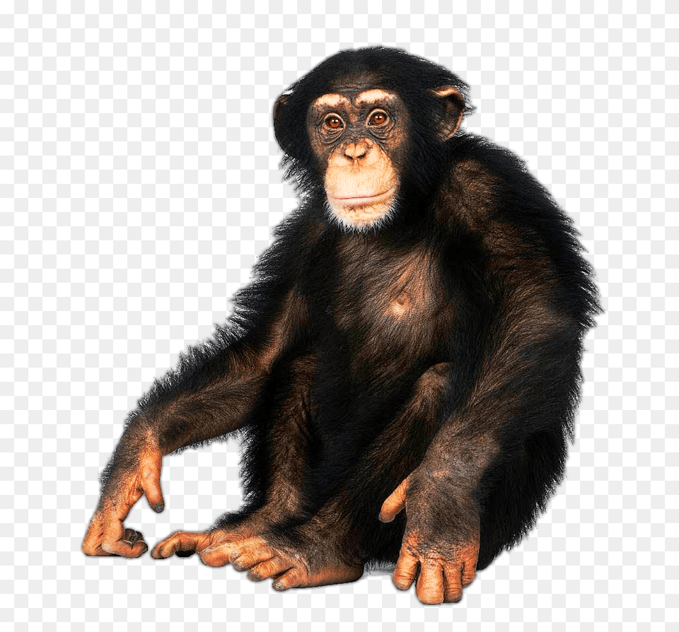 Monkey Transparent, Animal, Ape, Mammal, Wildlife Free Png