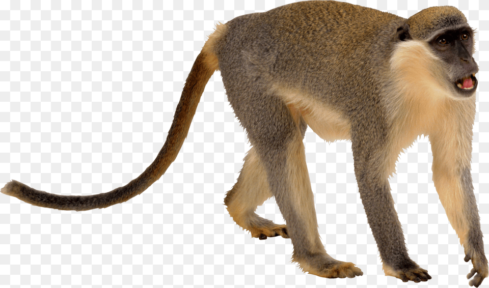 Monkey Transparent, Animal, Mammal, Wildlife, Baboon Free Png