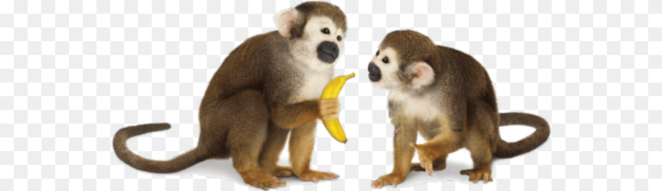 Monkey Transparent Background Image Monkeys, Animal, Mammal, Wildlife, Banana Free Png Download