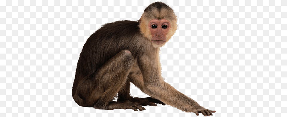 Monkey Transparent Monkey Transparent, Animal, Mammal, Wildlife, Baboon Free Png