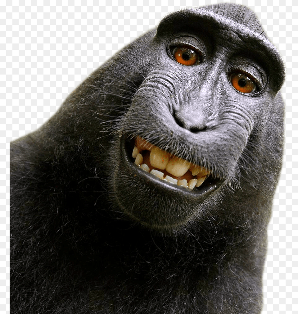 Monkey Image David Slater Monkey, Animal, Mammal, Wildlife, Ape Free Transparent Png