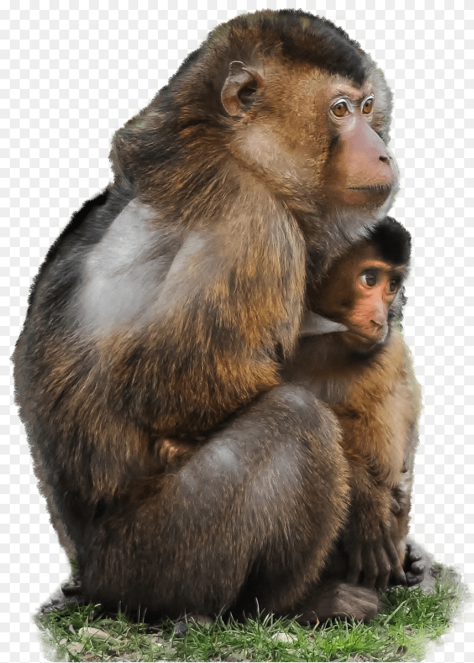 Monkey Transparent Monkey And Baby Quotes Free Png Download