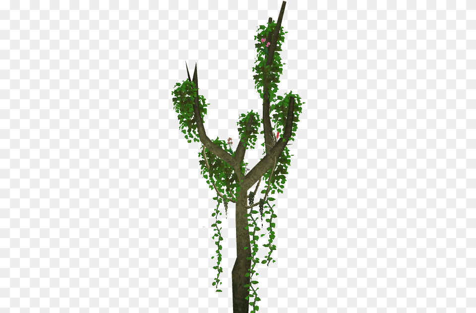 Monkey Tree Jungle Tree, Plant, Green, Vine, Vegetation Free Transparent Png