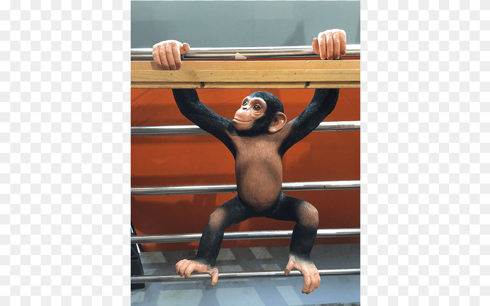 Monkeyhang Common Chimpanzee, Adult, Male, Man, Person Free Png Download