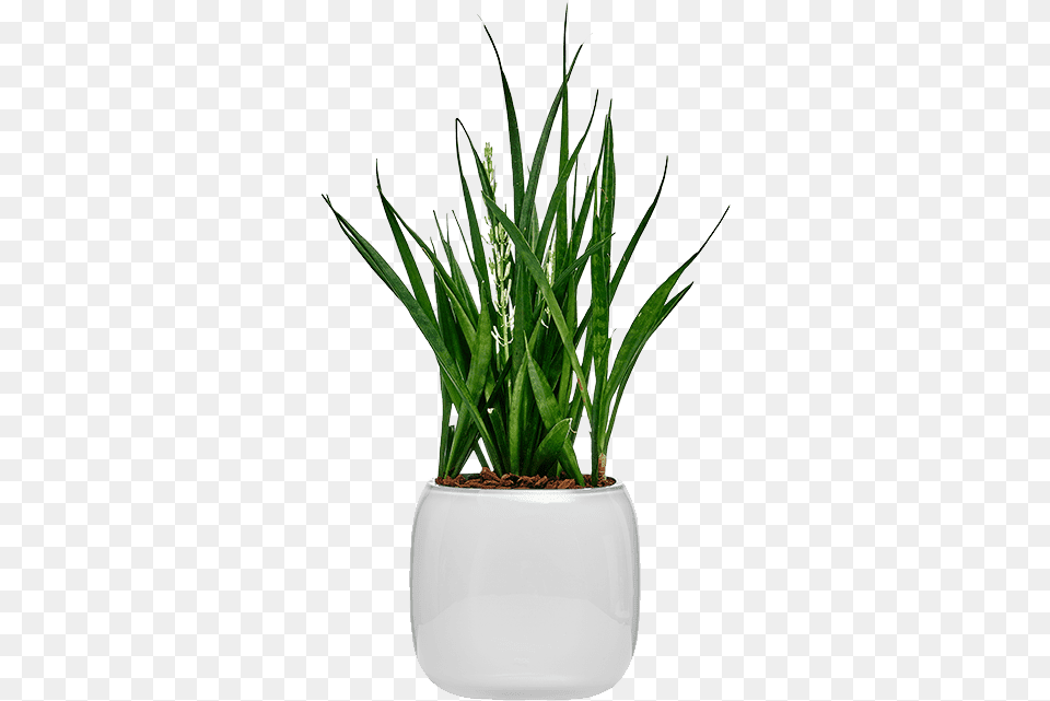 Mono Box Flowerpot, Plant, Potted Plant, Jar, Planter Free Png Download